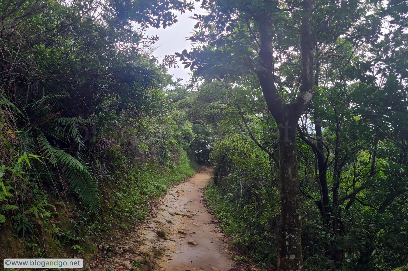 Choi Hung to Lion Rock - Peaceful Trails